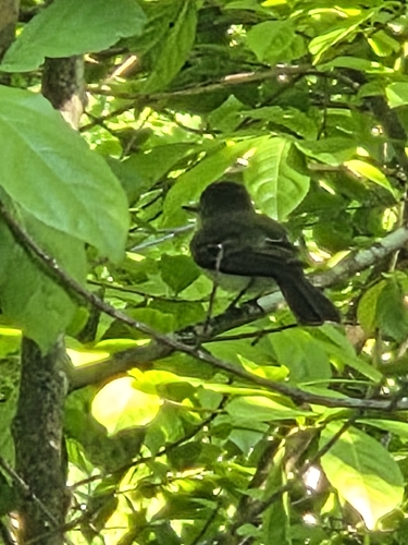 Puerto Rican Flycatcher