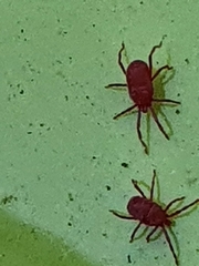 Balaustium