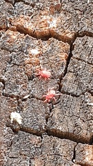 Balaustium