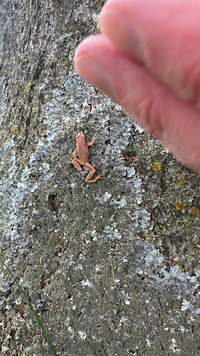 Spring Peeper