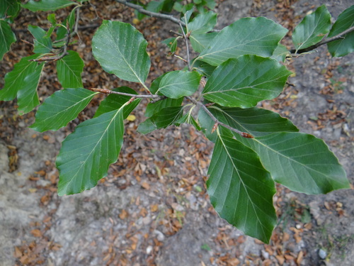 European beech