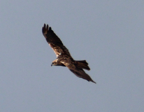 Western Marsh Harrier