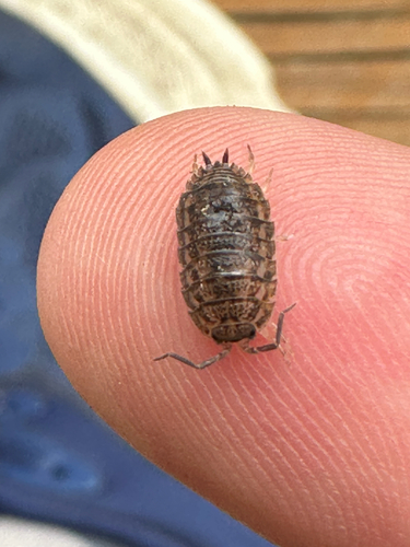 Rathke's Woodlouse