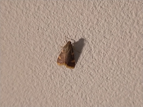 Clover Hayworm Moth