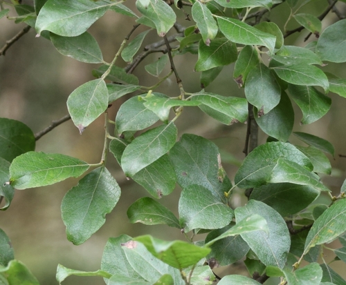 goat willow