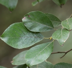 Salix caprea, photograph (c) ikelman, some rights reserved (CC BY)