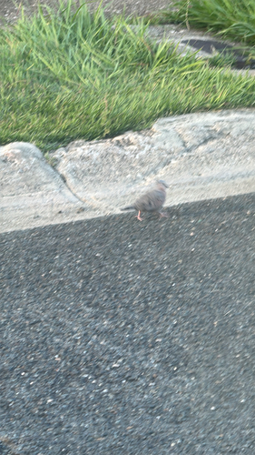 Common Ground Dove