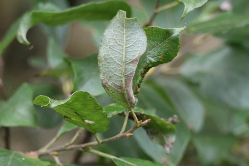 Salix caprea, photograph 4