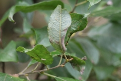 Salix caprea, photograph (c) ikelman, some rights reserved (CC BY)