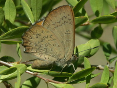Paralucia pyrodiscus lucida