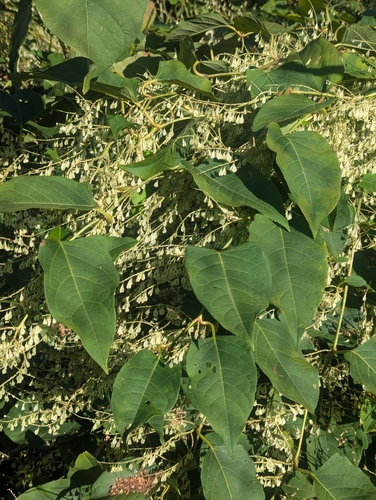 Japanese knotweed