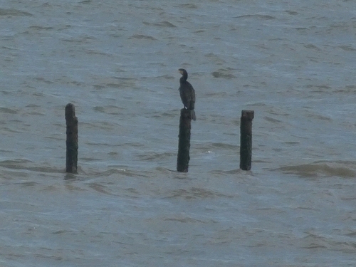 Great Cormorant