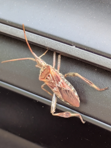 Western Conifer Seed Bug