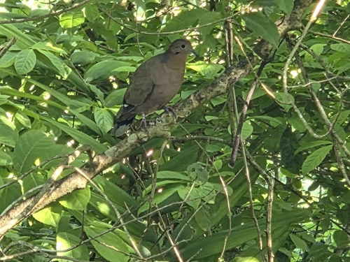 Zenaida Dove