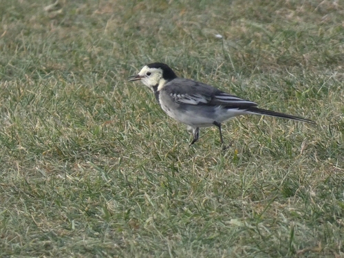 Pied Wagtail