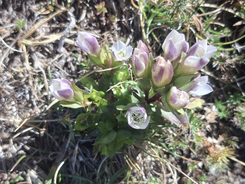 field gentian