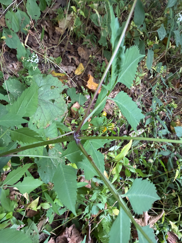 Bidens frondosa, photograph 5