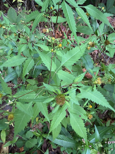 Bidens frondosa, photograph 3