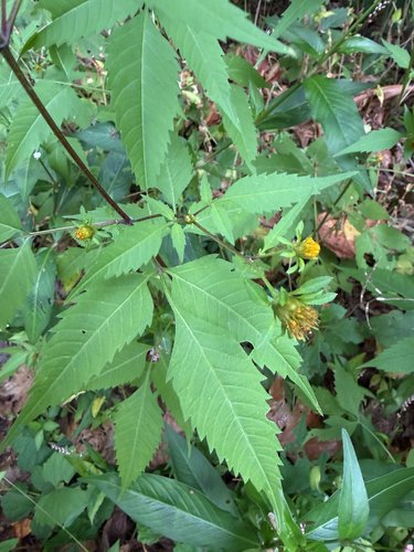 Bidens frondosa, photograph 4