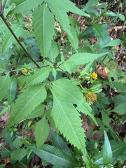 Bidens frondosa, photograph (c) betsyyyy, some rights reserved (CC BY)