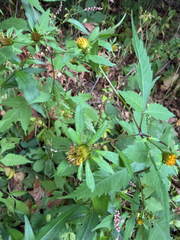 Bidens frondosa, photograph (c) betsyyyy, some rights reserved (CC BY)
