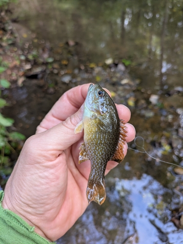 Green Sunfish