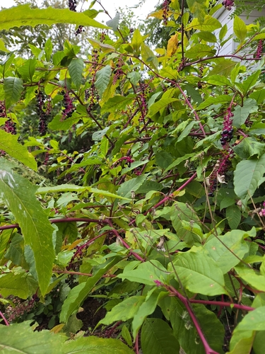 American pokeweed