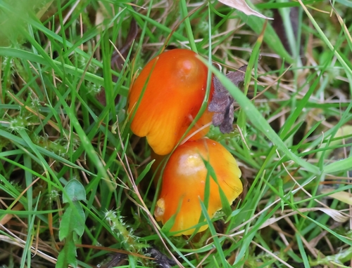 Witch's Hat