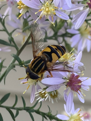 Narrow-headed Marsh Fly
