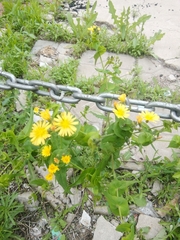 Crepidiastrum sonchifolium