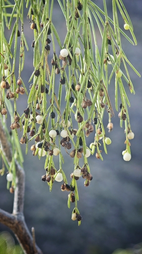 Plocama pendula, 2026-09-24