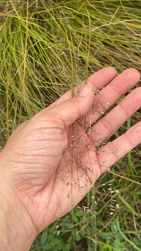prairie dropseed