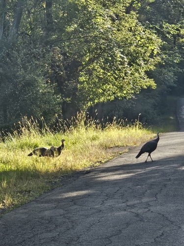 Wild Turkey