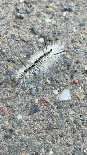 Hickory Tussock Moth