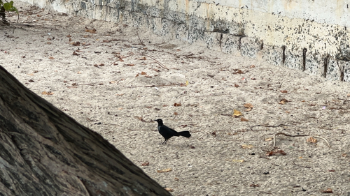Greater Antillean Grackle