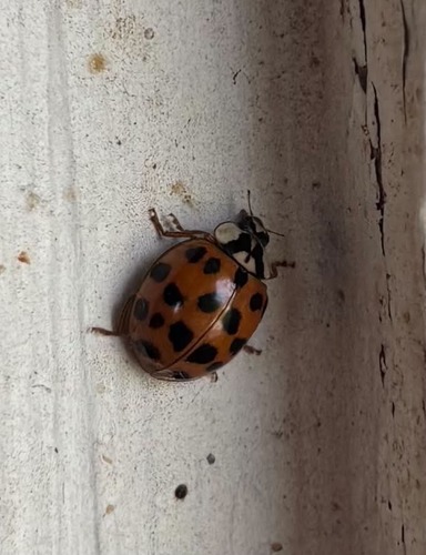 Asian Lady Beetle