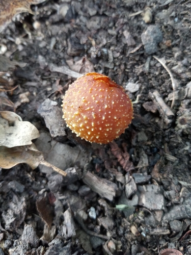 Cherry Gall Wasp