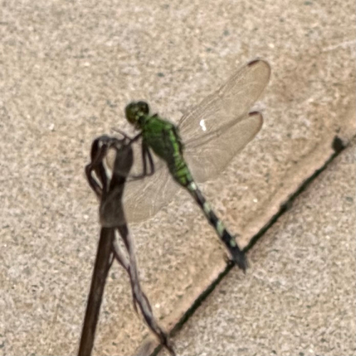Eastern Pondhawk
