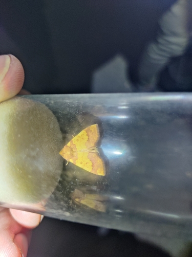 Barred Sallow