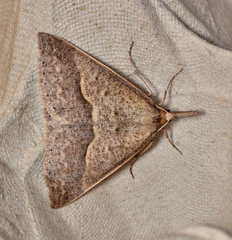 Epidesmia hypenaria