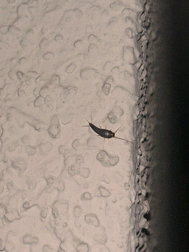 Common Silverfish