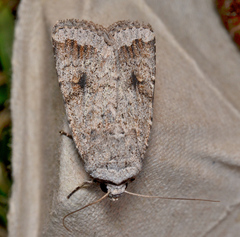 Proteuxoa amaurodes