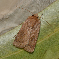 Proteuxoa porphyrescens