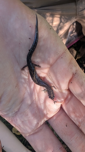 Eastern Red-backed Salamander