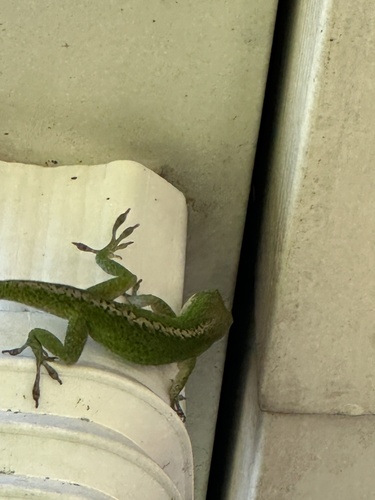 Green Anole