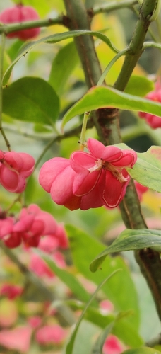 Spindle