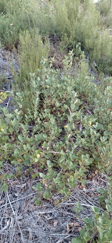 Gall Oak