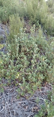 Quercus lusitanica