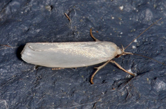 Zacorus carus