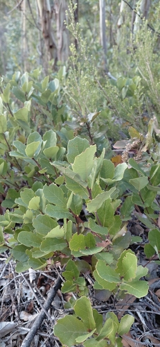 Quercus lusitanica, photograph 2